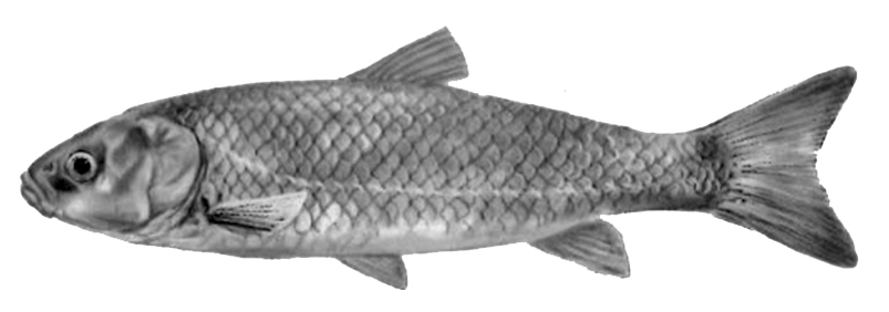 Squalius cephalus_01.jpg